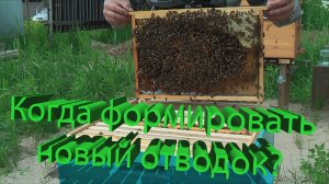 Через сколько дней после старта можно формировать сборный отводок? Кашковский отвечает ⏱️🐝