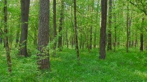 парк Раздоры