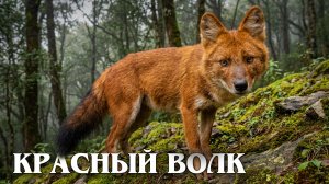 Красный Волк: Редкий Хищник Азии | Интересные факты про волков