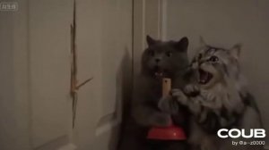 Сияние Котов