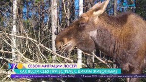Полтонны мышц, бегущих по прямой: что делать при встрече с лосем на дороге
