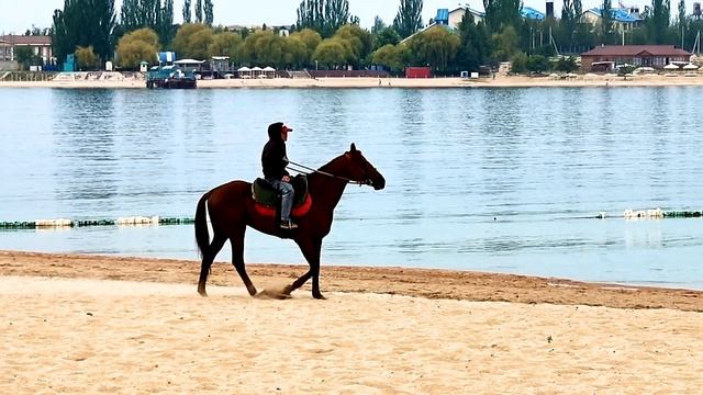 лошади у озера