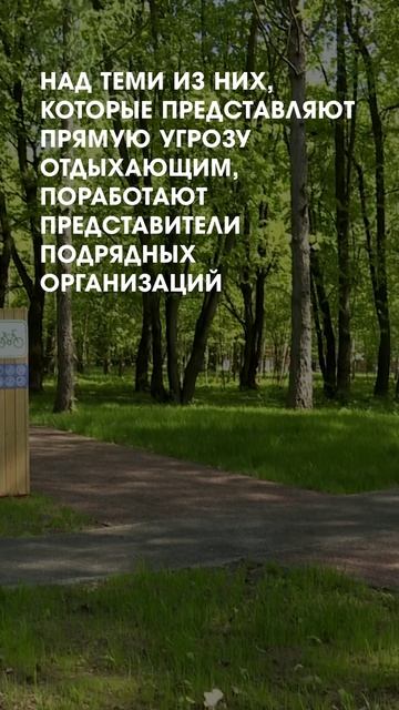 Подготовка парков к лету
