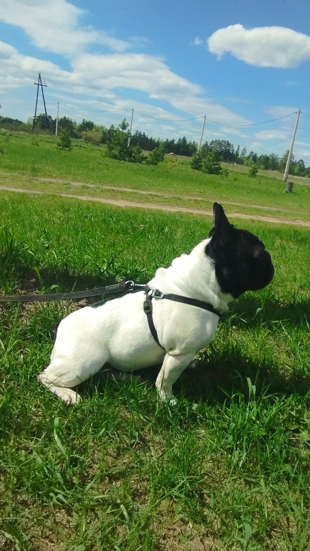 Французский бульдог съела цветок! 😱🌸
