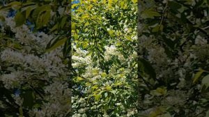 Радуемся цветению природы