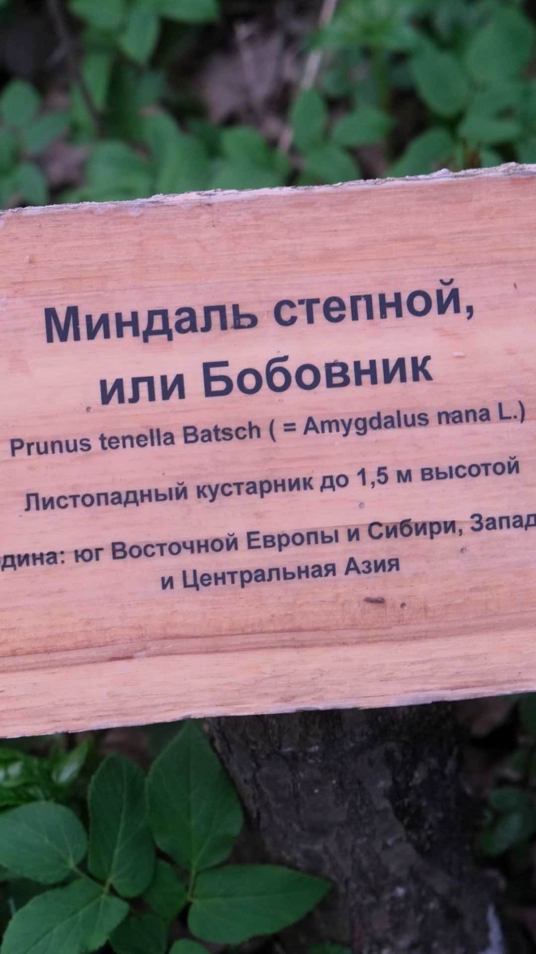 Миндаль степной цветёт