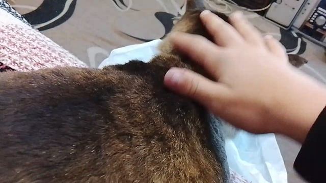 Ребята, я на время потеряла Мусю! 😔Где мне искать её?😿 Ребята где Муся?!🐱❓ Пишите в комментах! 💬