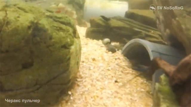 Почему Сине-розовому раку  Cherax pulcher дали видовое латинское имя означающее прекрасный ?
