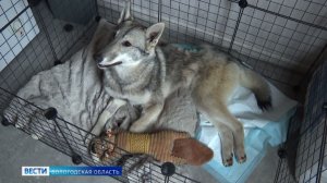 Реабилитацию после сложной операции на позвоночнике проходит сбитая под Череповцом лайка Лоя