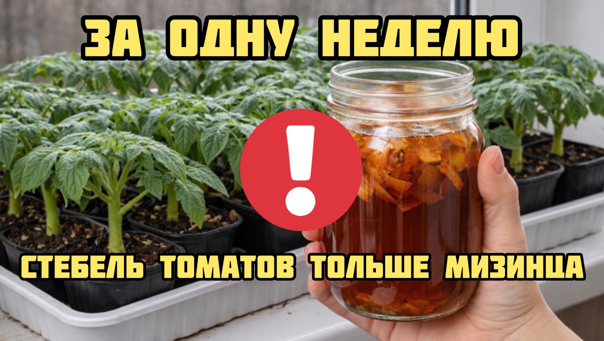 За неделю стебель у ТОМАТОВ толще мизинца!