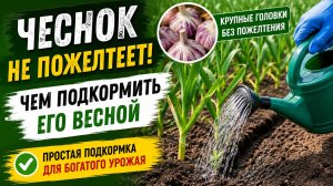 Чем ПОДКОРМИТЬ ЧЕСНОК ВЕСНОЙ, чтобы не желтел и дал богатый урожай