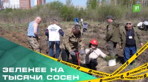 В Челябинском бору высадили деревья в память о героях Великой Отечественной войны