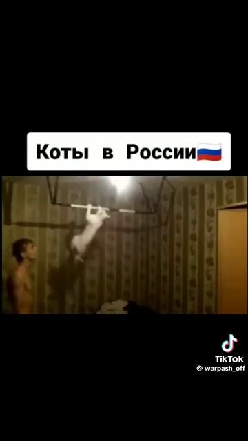 где лучше коты в 🇺🇸 или в 🇷🇺 смотреть онлайн