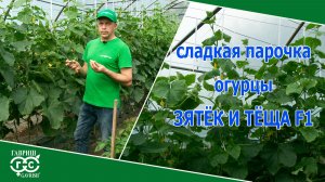 СЛАДКАЯ ПАРОЧКА - ЗЯТЕК И ТЕЩА