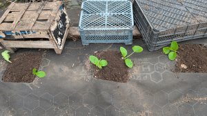 Кабачки на хламе.