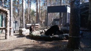 Фима приглашает Дусю в бассейн поиграть, но она только лапки мочит и убегает 04.05.2026