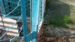 ПОТЕРЯЛА,но ПОТОМ нашла//Она голубых кровей у меня//Сельская жизнь на пенсии//