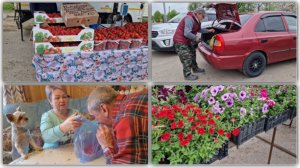 ЕДЕМ В ГОРОД.УЗНАЛИ КАК УТИЛИЗИРОВАТЬ НАШ СТАРЫЙ ЗАБОР, НАКУПИЛИ РАССАДЫ, ПОСМОТРИМ ПОКУПКИ.