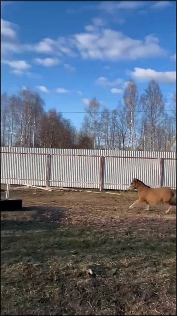 жеребенок пони😍