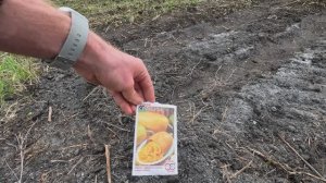 2026-04-18 - 19 ЧТО МЫ ПОСАДИЛИ НА 26 УЧАСТКЕ. БАЗИЛИК В ТЕПЛИЦЕ. ПРОРАСЛИ КАБАЧКИ.
