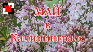 Калининград: шёл месяц май