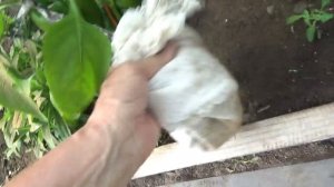 2435.  А табачка спасает перец.