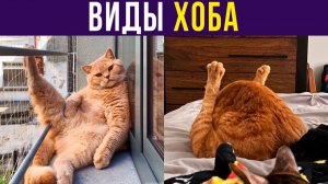 ВИДЫ ХОБА))) Приколы с котами