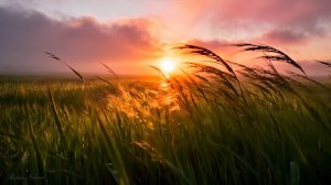 ✨ УСПОКАИВАЮЩАЯ МУЗЫКА ДЛЯ СНА В ЛУЧАХ ЗАКАТА ✨ ВЕЧЕРНЯЯ ПРИРОДА И РАССЛАБЛЯЮЩАЯ МУЗЫКА ДЛЯ ДУШИ