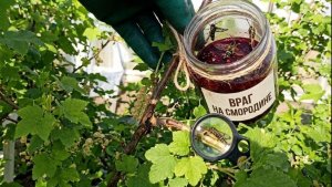 Бьём врага-банкой варенья. Стеклянница на смородине. Реально работает метод.