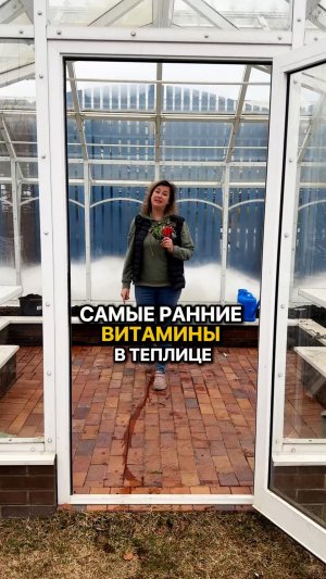 Самые ранние витамины в теплице!