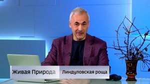 Живая природа. «Линдуловская роща»