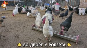 Содержание кур в домашних условиях и других птиц во дворе у Роберта 🐣🐤🦆🐔🪿🦃 (497)