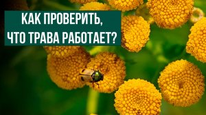 Как разобраться: работает ли трава? Разбираем лещину для мужского здоровья