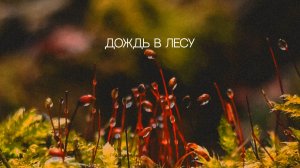 Дождь в лесу
