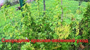 «Смородина красная-весенний уход.»#сад#огород#дача