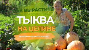 Как я готовлю место под посадку тыквы на целине
