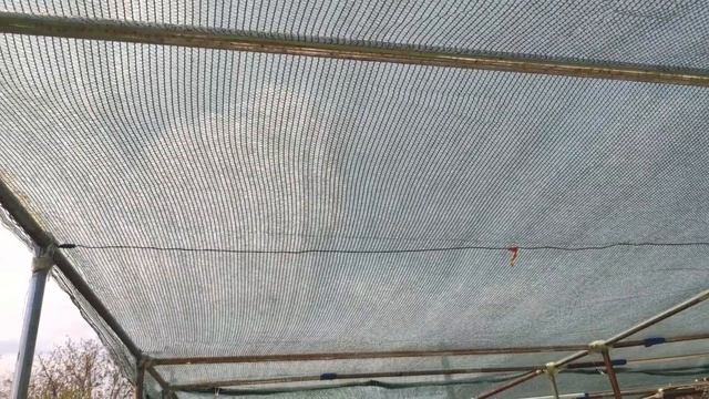Оригинальный способ посадки томатов в открытый грунт. Сезон 26г