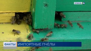 Таможня опровергла информацию о пропаже фур с опасными узбекскими пчелами в РФ