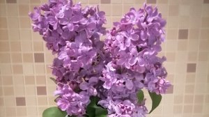 Влог3. Немного красоты  из деревни.🌷 🌷 🌷