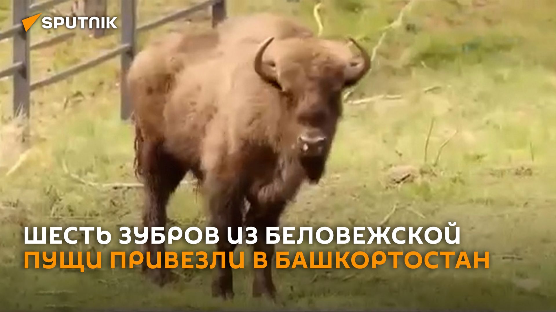 Шесть зубров из Беловежской пущи привезли в Башкортостан