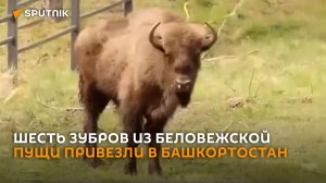 Шесть зубров из Беловежской пущи привезли в Башкортостан