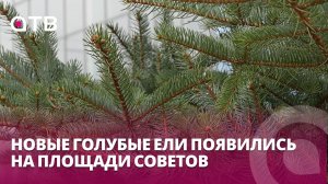 Новые голубые ели появились на Площади Советов