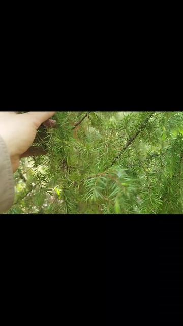 дикий можжевельник смотреть онлайн
