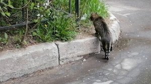 Котейка идет по своим делам, и ты , иди, хейтер, во свояси