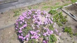 2440.  21 мая, многолетние первоцветики. ВПЛ.