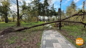 Дерево упало? Зрим в корень! Доброе утро. Фрагмент выпуска от 15.05.2026