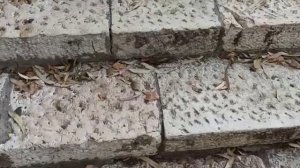 НАРКОТОРГОВЦЫ_МУСОР_И_УБИТЫЕ_ДОМА_обратная_сторона_Израиля_П