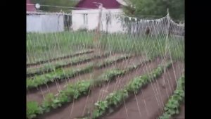 Бюджетная шпалера для огурцов