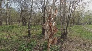 Южно-Сахалинский городской парк. 14 мая 2026 года.mp4