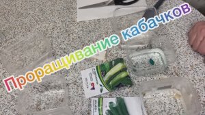 Проращивание кабачков